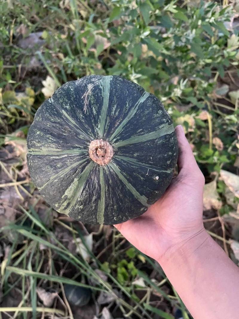 辽宁基地绿南瓜，货源充足，专业工人挑选，质量能保证，