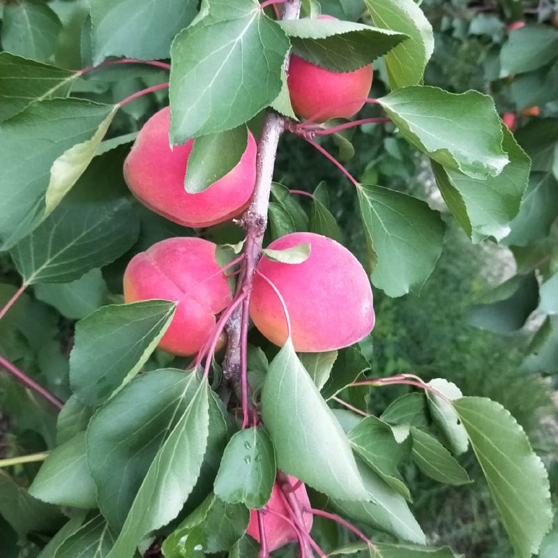 串枝红杏