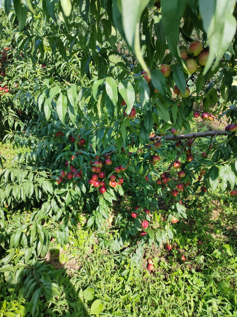 珍珠枣油桃