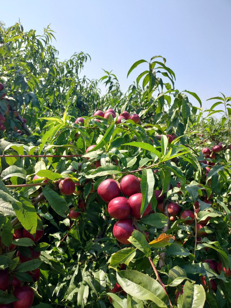 珍珠枣油桃