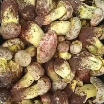 白葱菌