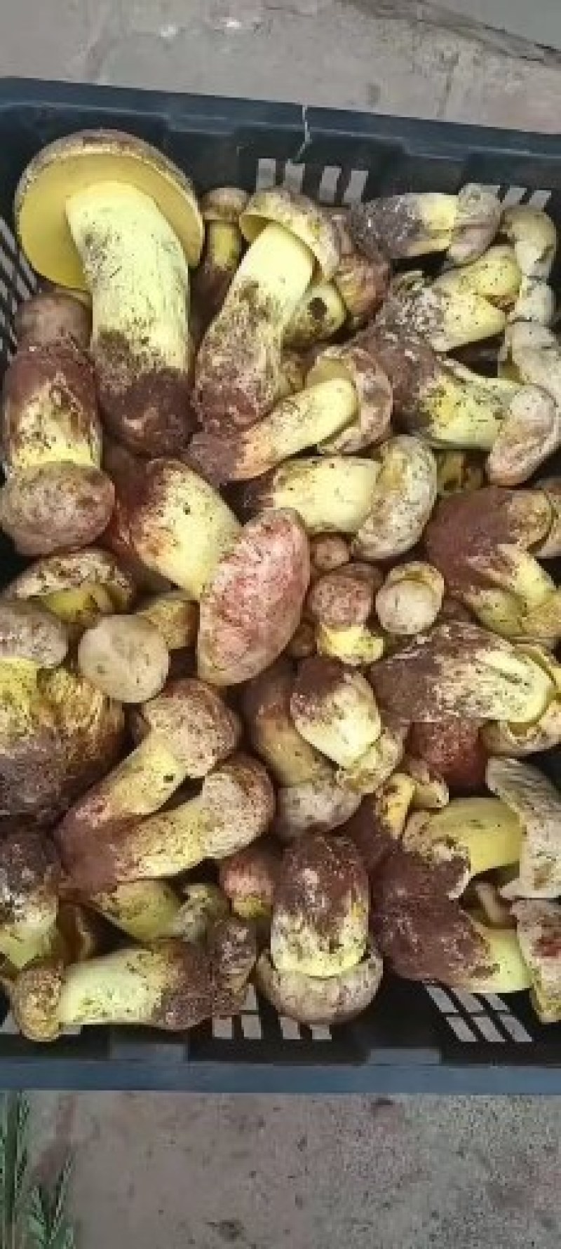 白葱菌