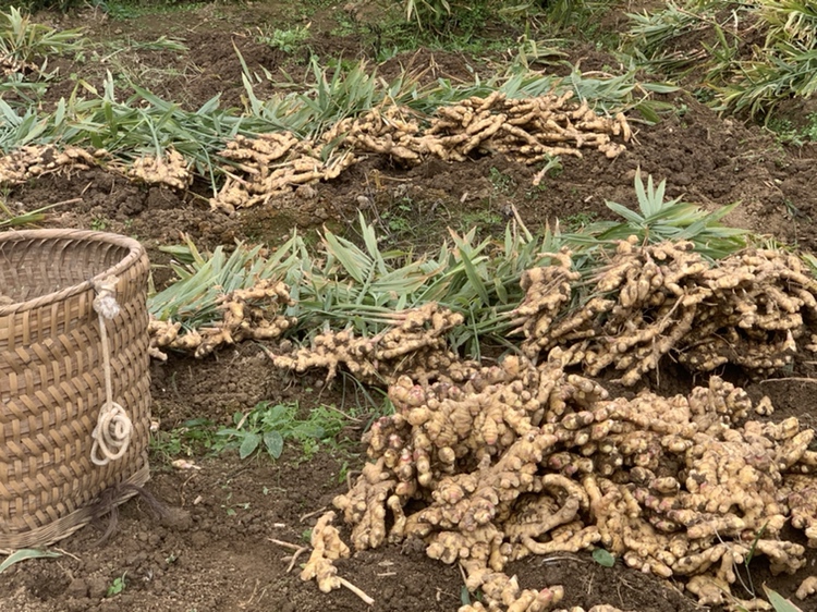 现代化农产品加工车间内,工人正在对清洗后的老姜进行分级筛选和真空封装,传送带旁堆放着印有‘丘北白姜 地理标志产品’字样的纸箱,冷藏车准备装运,体现标准化生产流程 云南老姜产地冷链包装车间实景