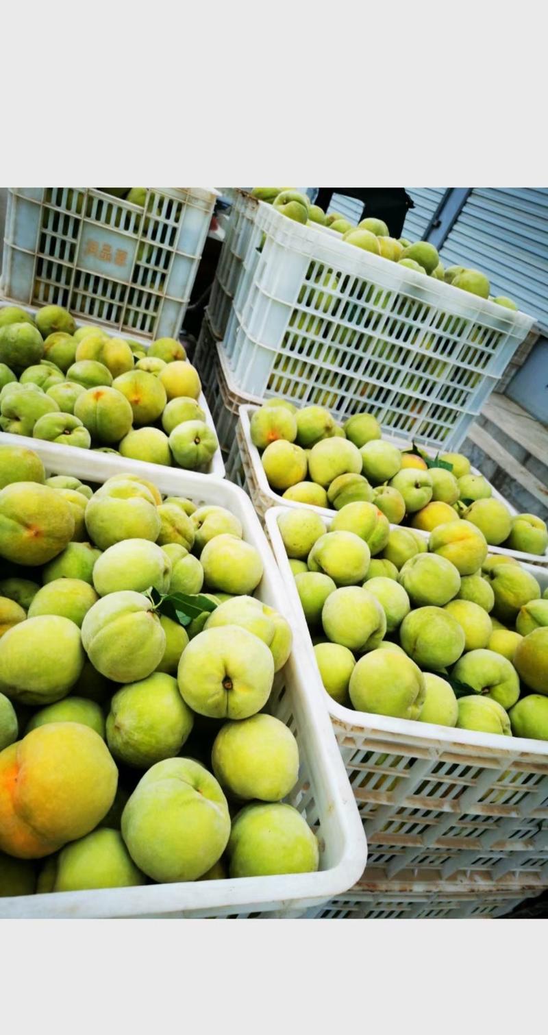 83黄桃大量供应罐头食品加工厂，欢迎大佬前来收购。