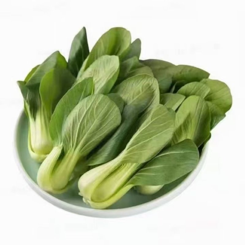 油菜油麦菜快菜