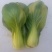 油菜油麦菜快菜