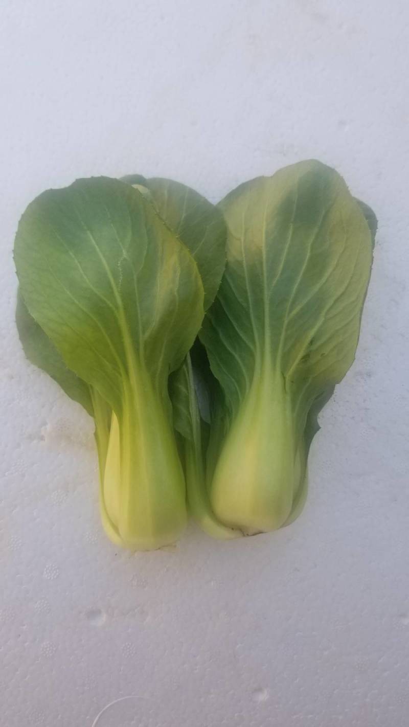 油菜油麦菜快菜