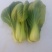 油菜油麦菜快菜