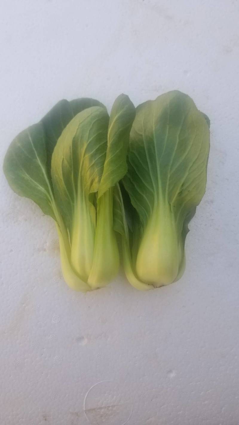 油菜油麦菜快菜