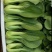 油菜油麦菜快菜