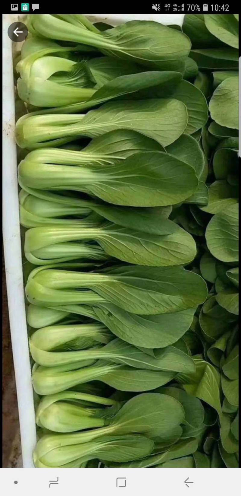 油菜油麦菜快菜