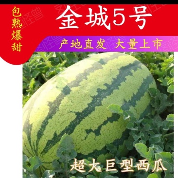 西瓜，金花，金成十斤打底9成熟1茬，大量供应发货全国