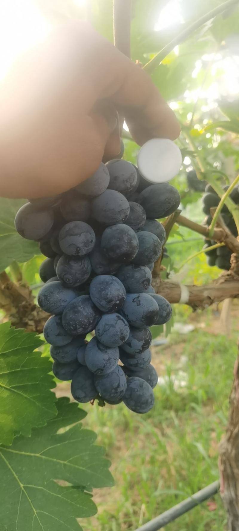 精品夏黑基地大量鲜货