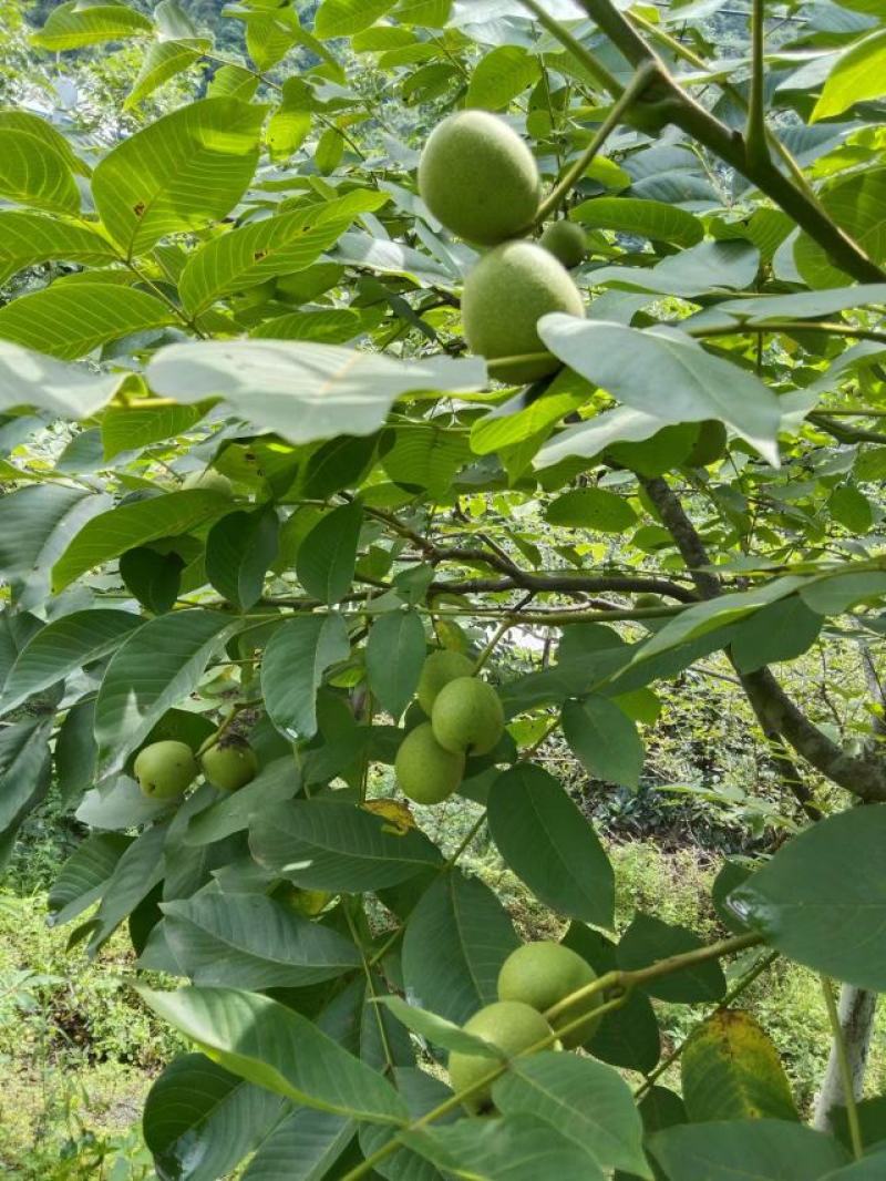 四川省大谅山盐源青皮核桃，核桃仁，干核桃，软籽石榴