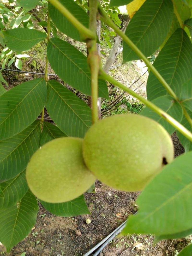 四川省大谅山盐源青皮核桃，核桃仁，干核桃，软籽石榴