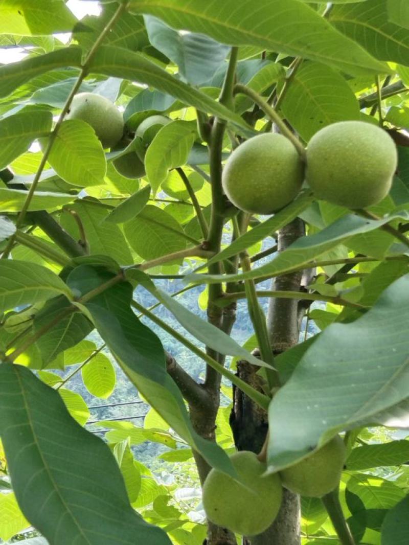 四川省大谅山盐源青皮核桃，核桃仁，干核桃，软籽石榴