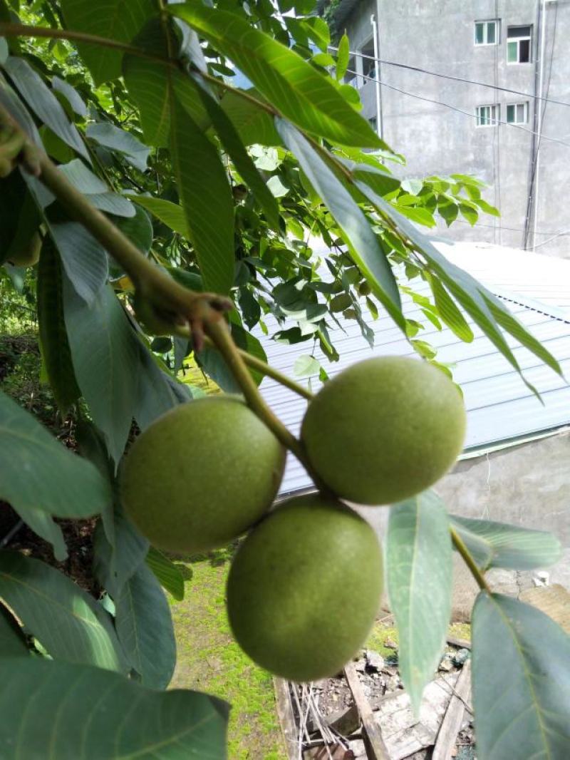 四川省大谅山盐源青皮核桃，核桃仁，干核桃，软籽石榴