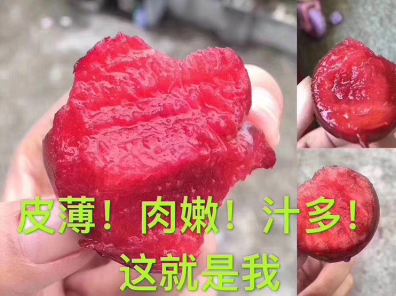 嵊州金庭桃形李