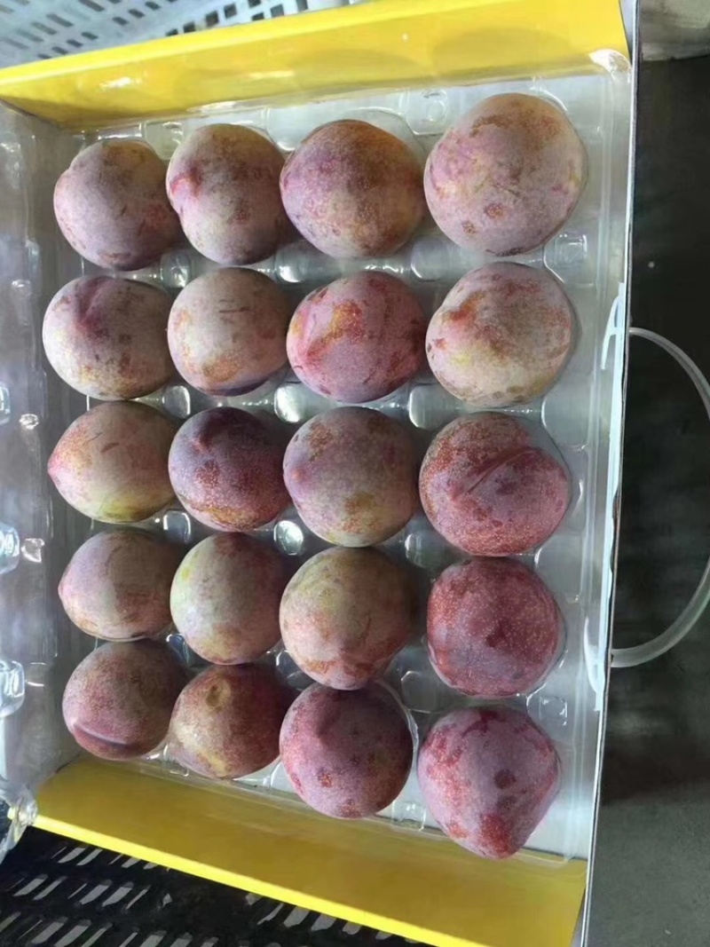 嵊州金庭桃形李