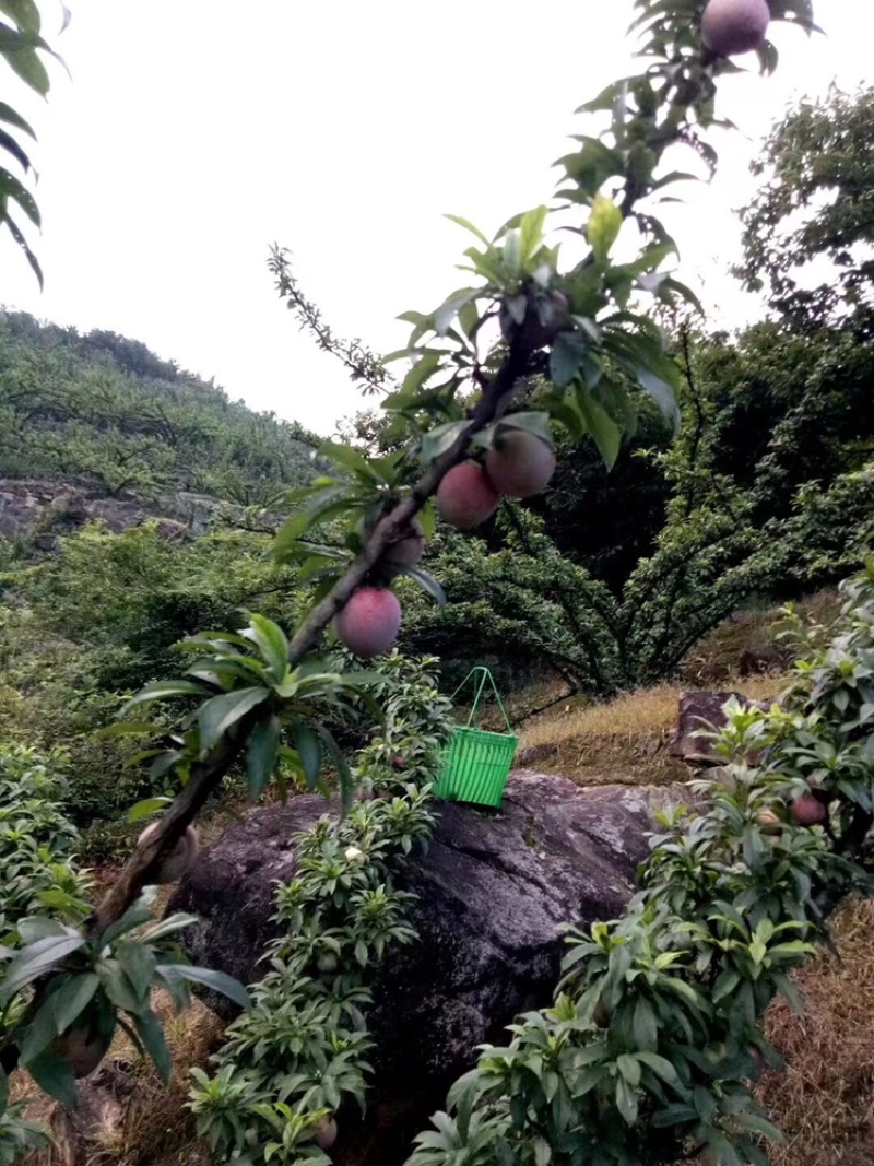 嵊州金庭桃形李