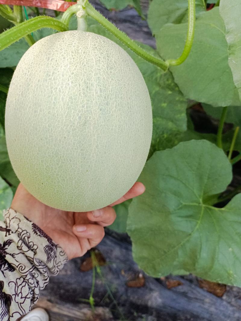 网纹瓜