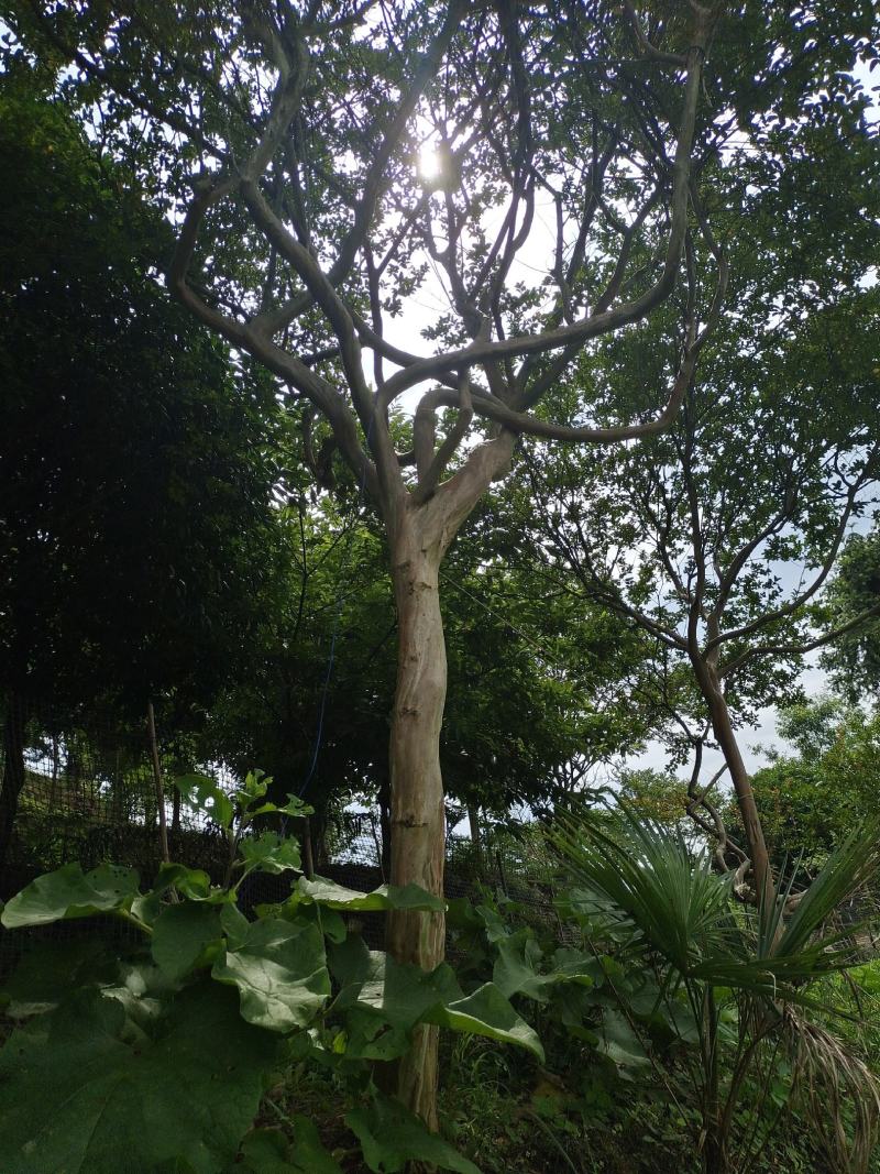 本地14公分大红紫薇，基地直供，精品树型，适应别墅房种植