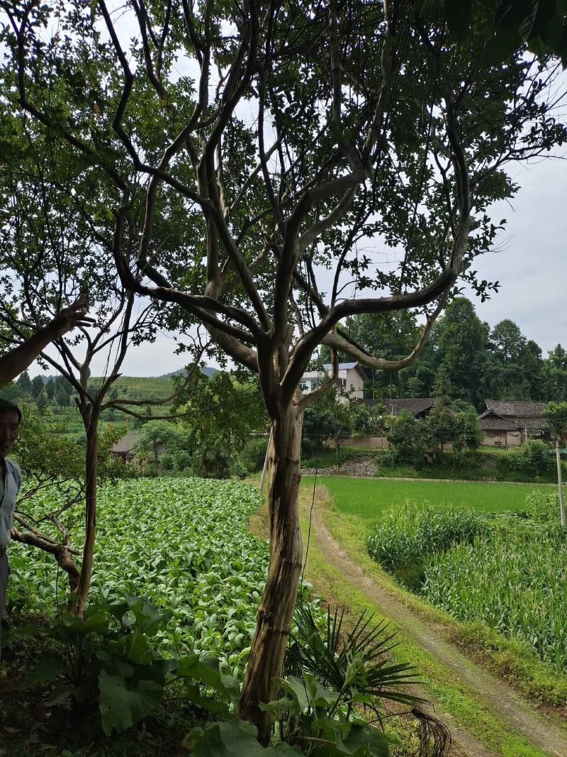 本地14公分大红紫薇，基地直供，精品树型，适应别墅房种植