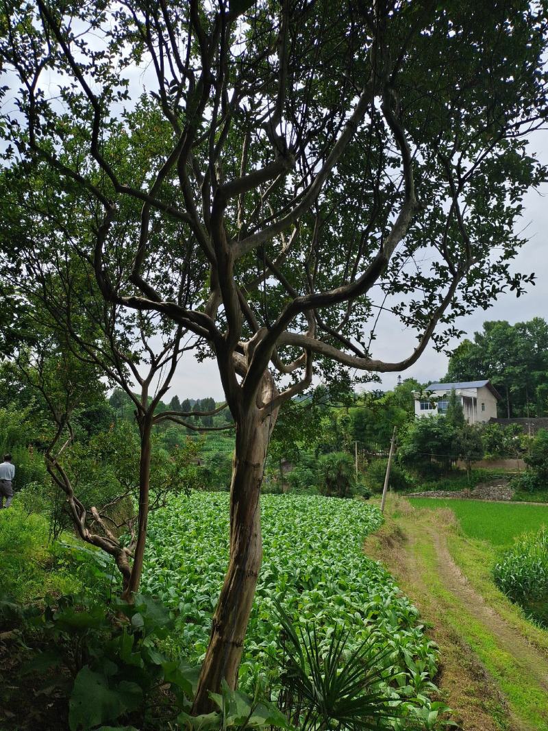 本地14公分大红紫薇，基地直供，精品树型，适应别墅房种植
