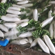 龙池大坪山精品白萝卜