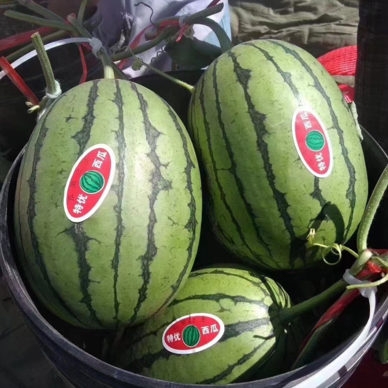 吊秧小西瓜小糖丸西瓜🍉精品西瓜几十万斤品质保障先到先得