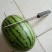 吊秧小西瓜小糖丸西瓜🍉精品西瓜几十万斤品质保障先到先得