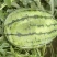 吊秧小西瓜小糖丸西瓜🍉精品西瓜几十万斤品质保障先到先得