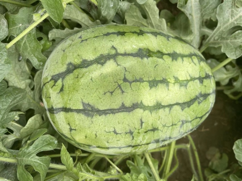 吊秧小西瓜小糖丸西瓜🍉精品西瓜几十万斤品质保障先到先得