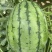 吊秧小西瓜小糖丸西瓜🍉精品西瓜几十万斤品质保障先到先得