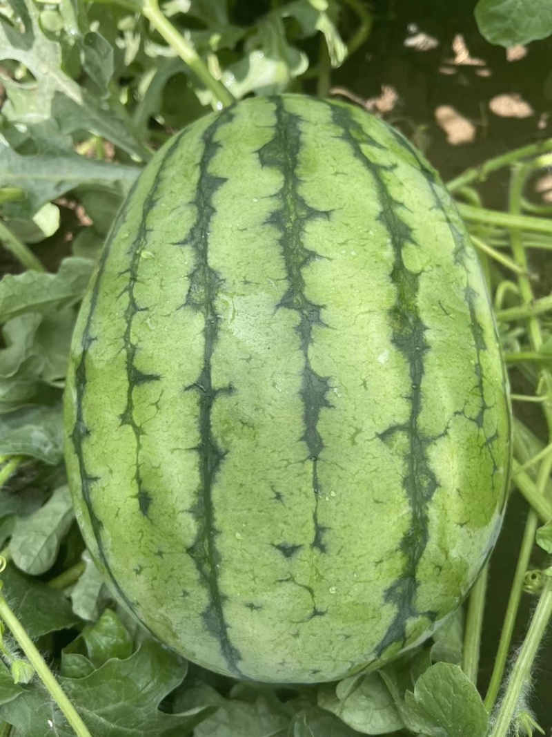 吊秧小西瓜小糖丸西瓜🍉精品西瓜几十万斤品质保障先到先得
