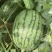 吊秧小西瓜小糖丸西瓜🍉精品西瓜几十万斤品质保障先到先得