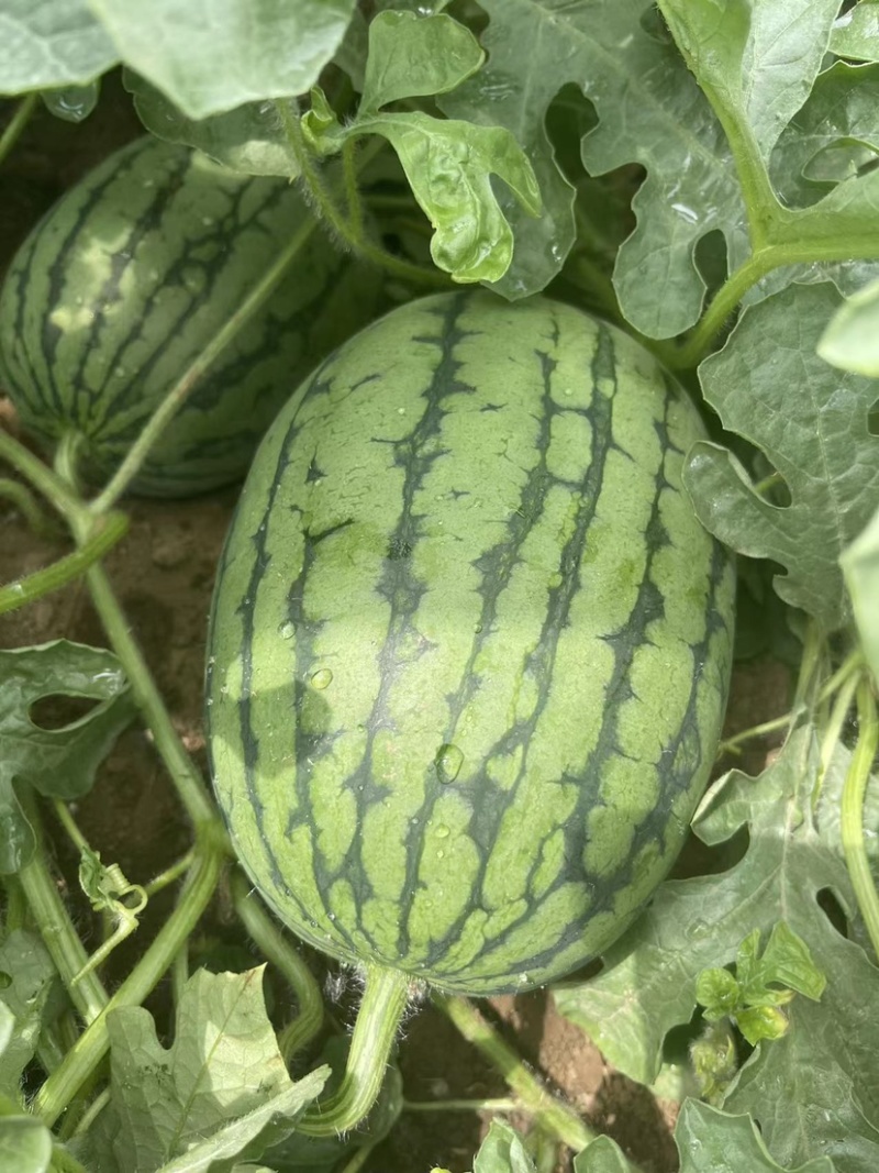 吊秧小西瓜小糖丸西瓜🍉精品西瓜几十万斤品质保障先到先得