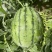 吊秧小西瓜小糖丸西瓜🍉精品西瓜几十万斤品质保障先到先得