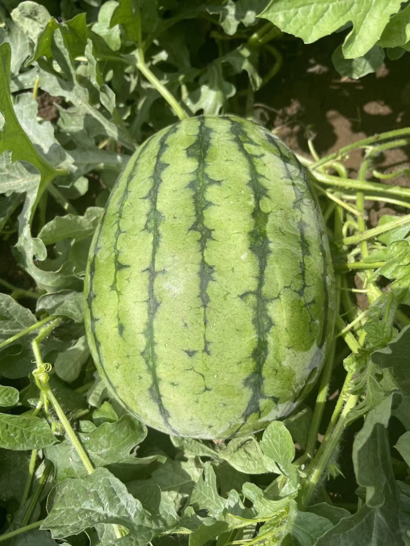 吊秧小西瓜小糖丸西瓜🍉精品西瓜几十万斤品质保障先到先得