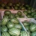 吊秧小西瓜小糖丸西瓜🍉精品西瓜几十万斤品质保障先到先得