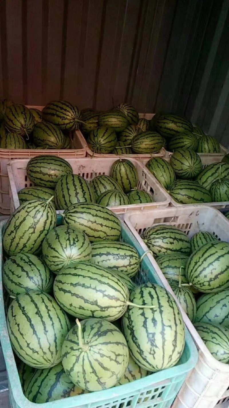 吊秧小西瓜小糖丸西瓜🍉精品西瓜几十万斤品质保障先到先得