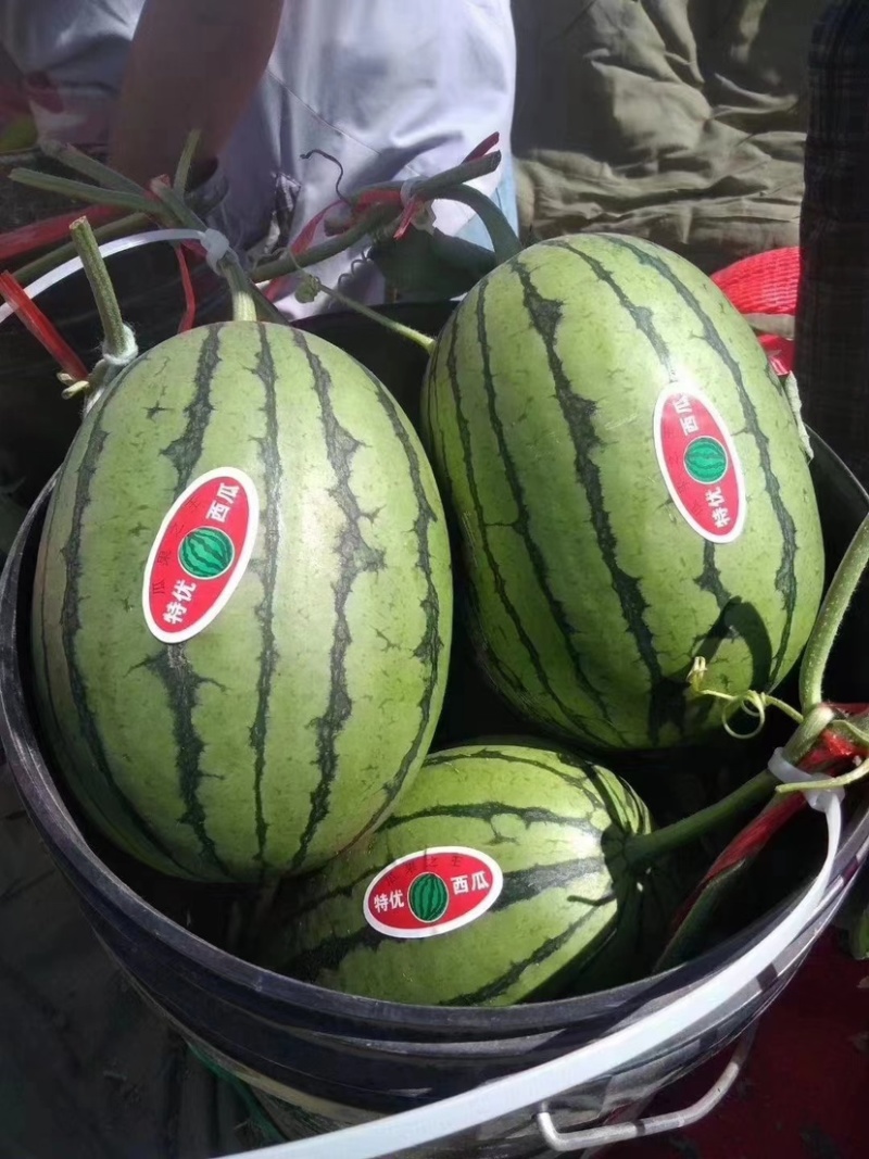 吊秧小西瓜小糖丸西瓜🍉精品西瓜几十万斤品质保障先到先得