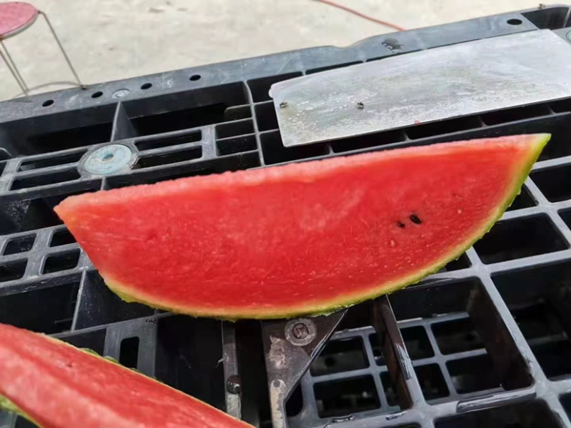 吊秧小西瓜小糖丸西瓜🍉精品西瓜几十万斤品质保障先到先得
