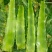 蔬菜，莴笋