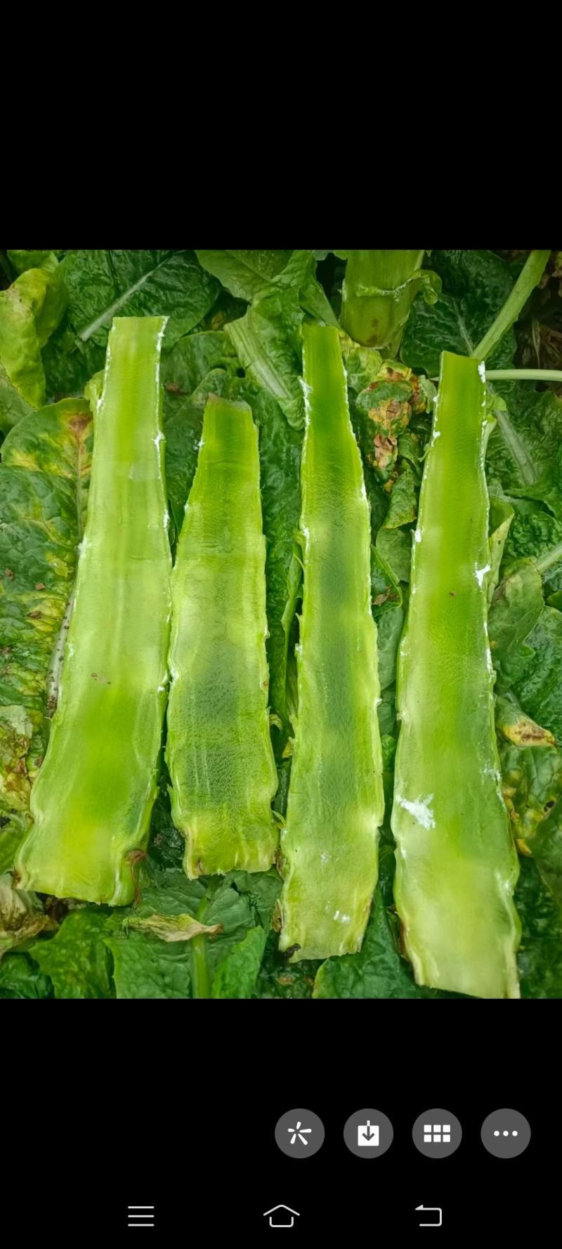 蔬菜，莴笋
