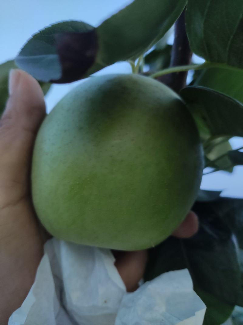翠冠梨光果套袋果