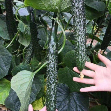 津研四号刺黄瓜种子四季播种蔬菜水果黄瓜种子庭院阳台盆栽