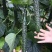 津研四号刺黄瓜种子四季播种蔬菜水果黄瓜种子庭院阳台盆栽