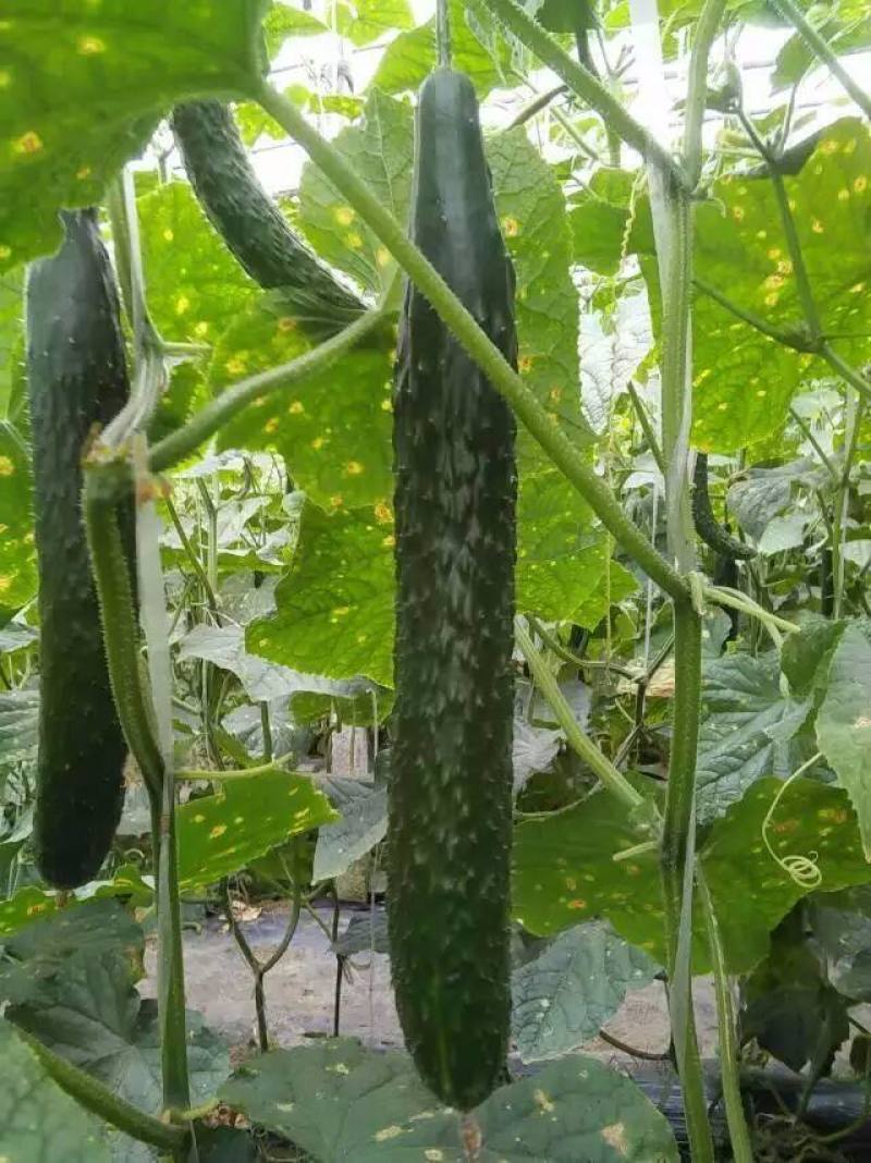 津研四号刺黄瓜种子四季播种蔬菜水果黄瓜种子庭院阳台盆栽