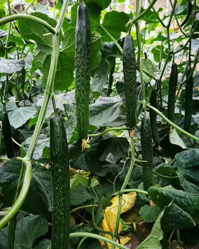 津研四号刺黄瓜种子四季播种蔬菜水果黄瓜种子庭院阳台盆栽